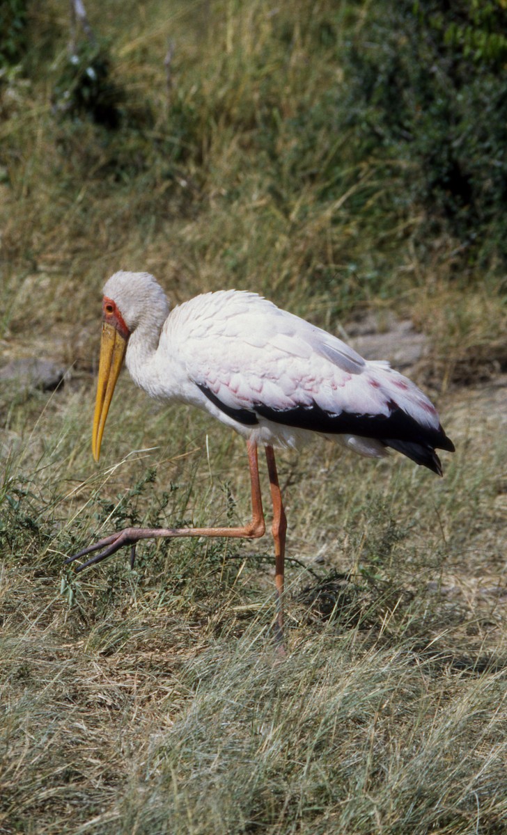 Yellow-billed Stork - ML275763581