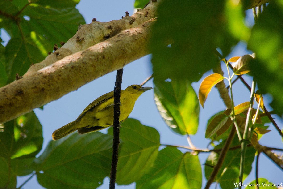 Isabela Oriole - Willem van de Ven