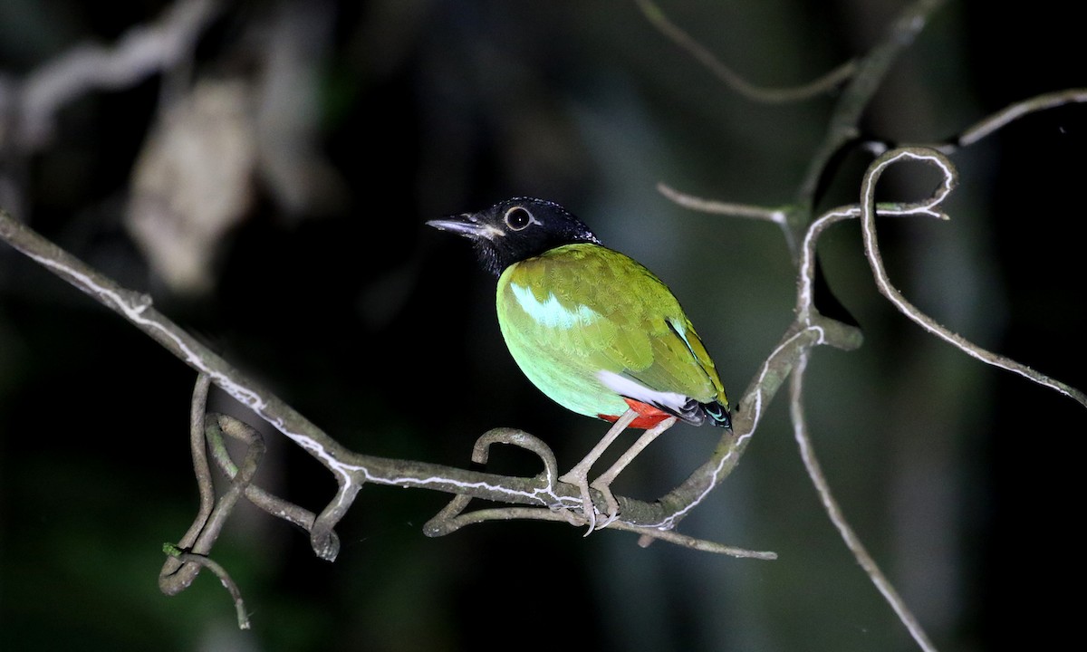 Western Hooded Pitta - ML275766321