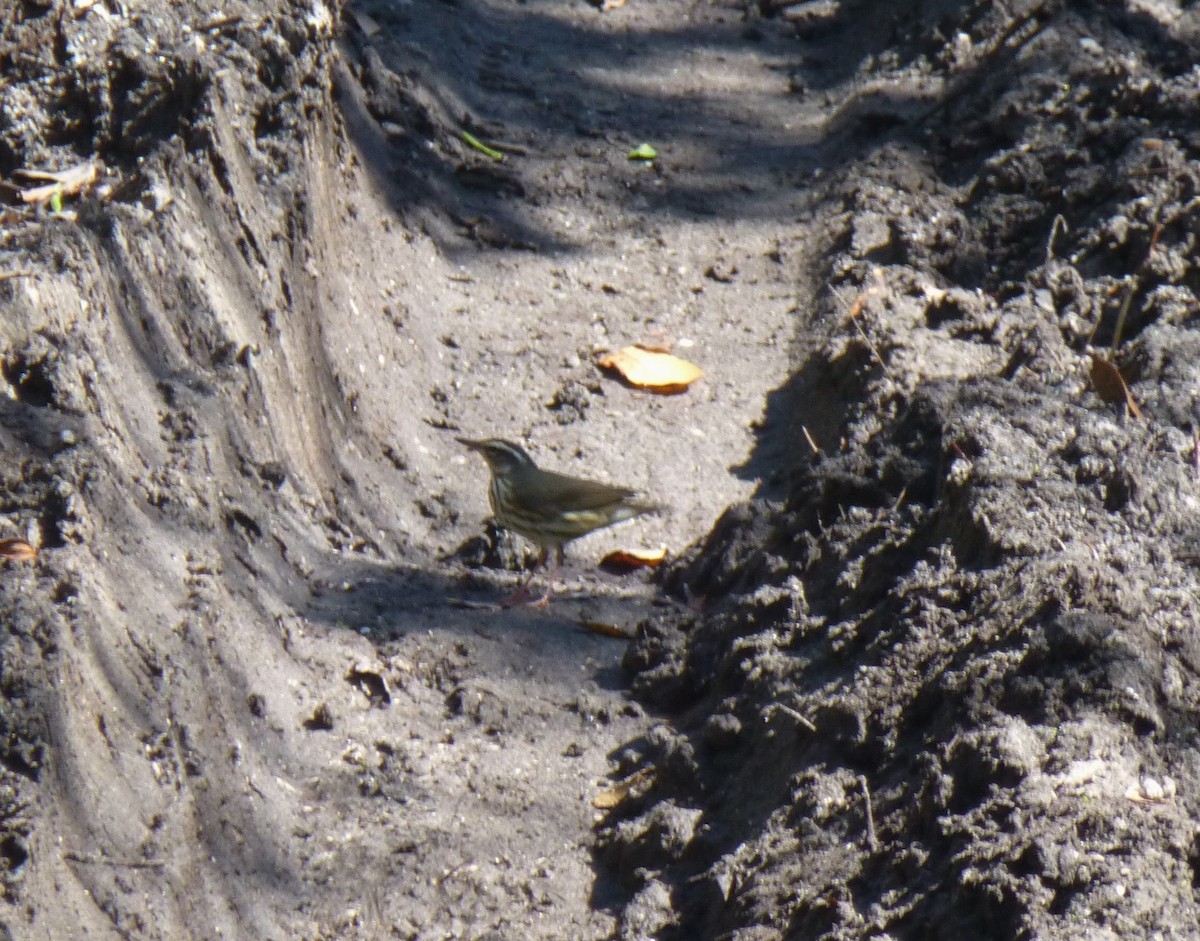 Louisiana Waterthrush - ML27576731