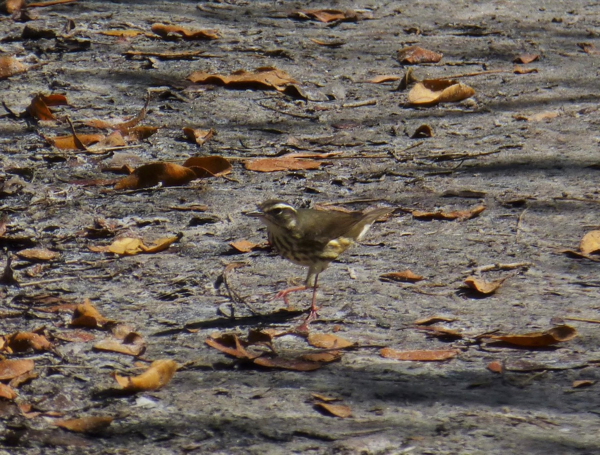 Louisiana Waterthrush - ML27576741