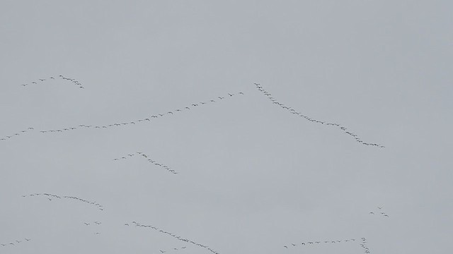 Цасны галуу - ML275767711