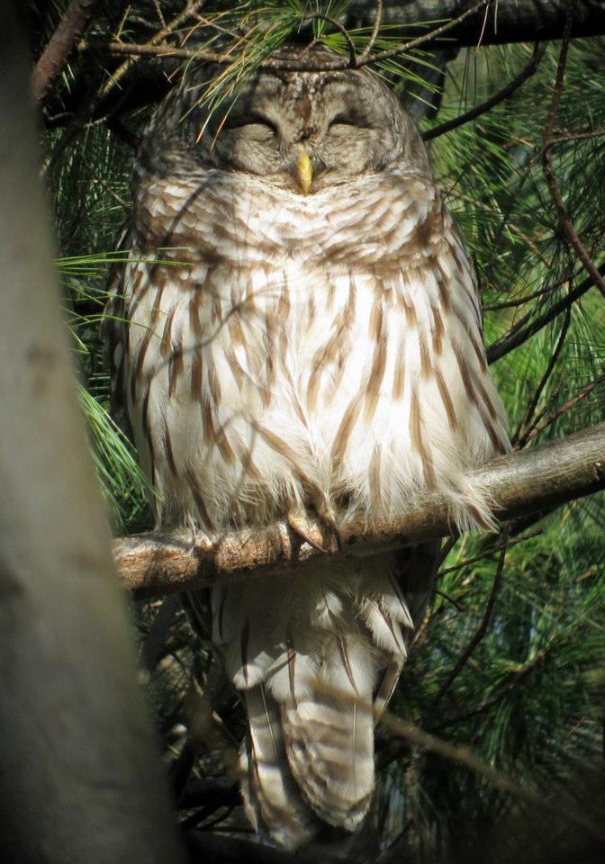 Barred Owl - ML275770681
