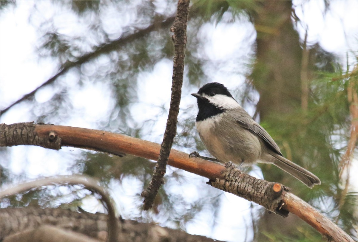Mésange grise - ML275770951