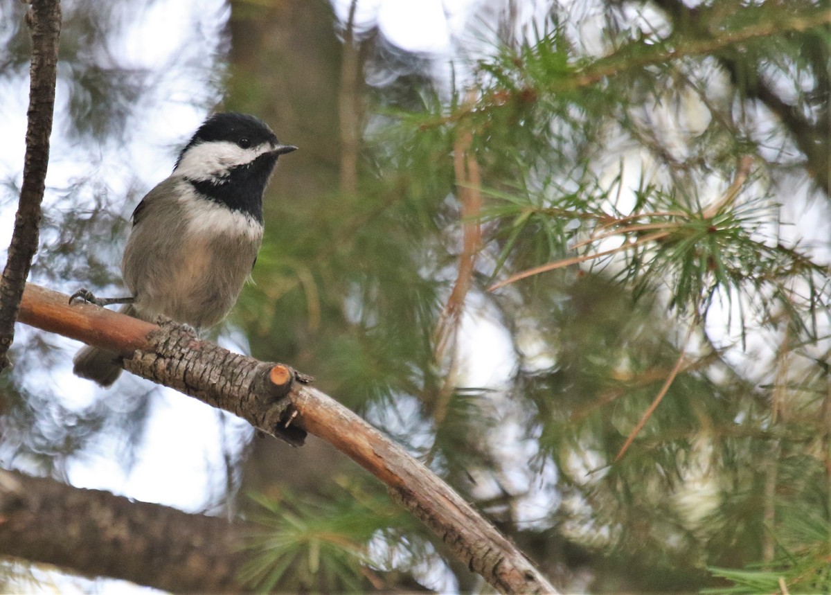 Mésange grise - ML275770961