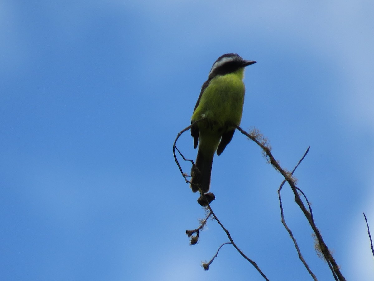 Three-striped Flycatcher - ML275771081