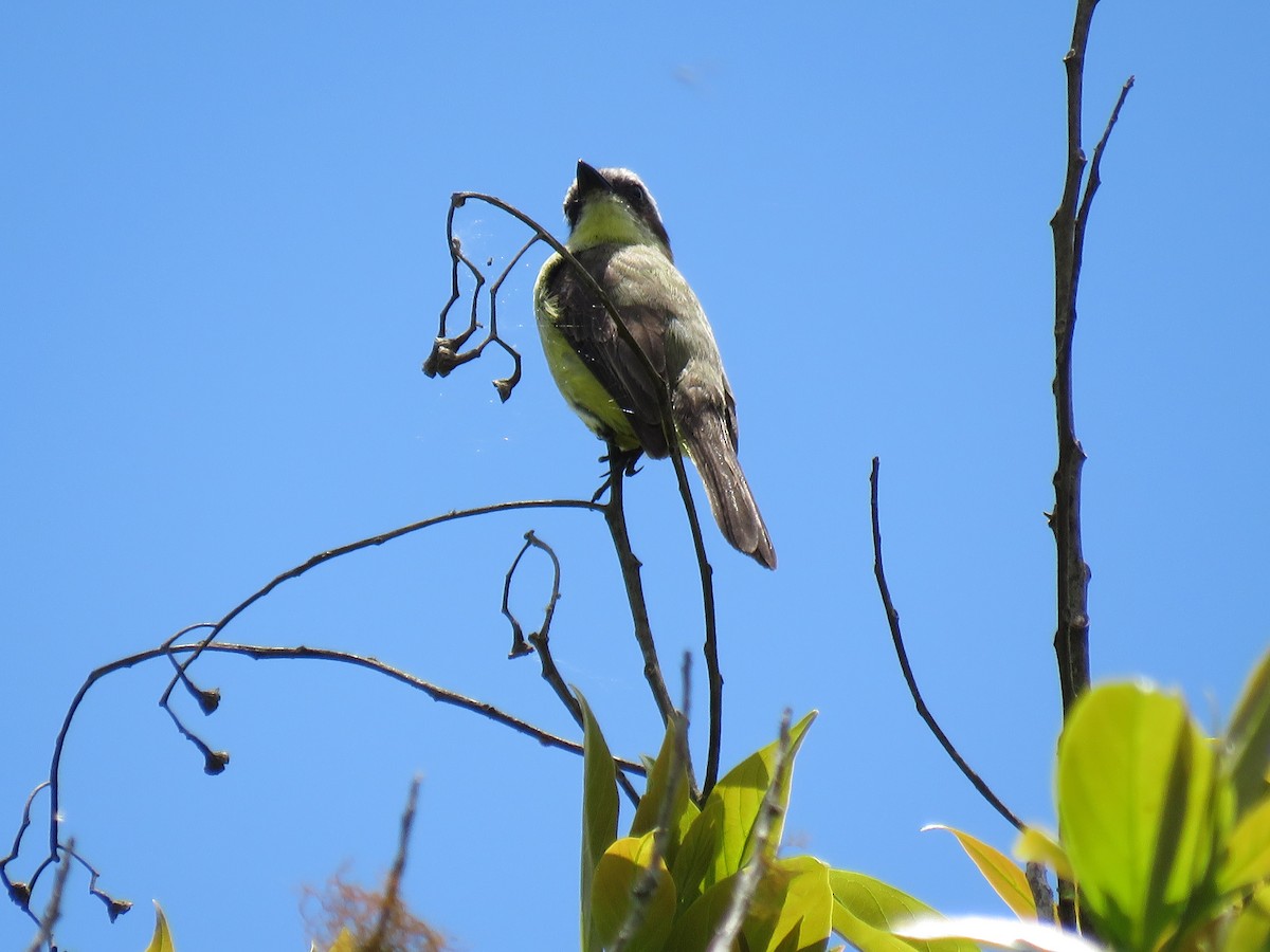 Three-striped Flycatcher - ML275771221