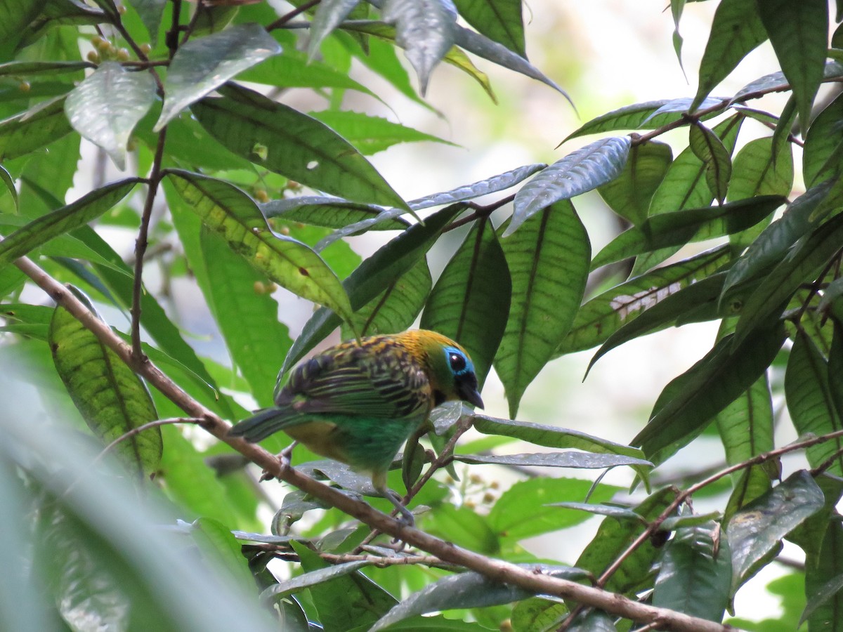 Brassy-breasted Tanager - ML275772071