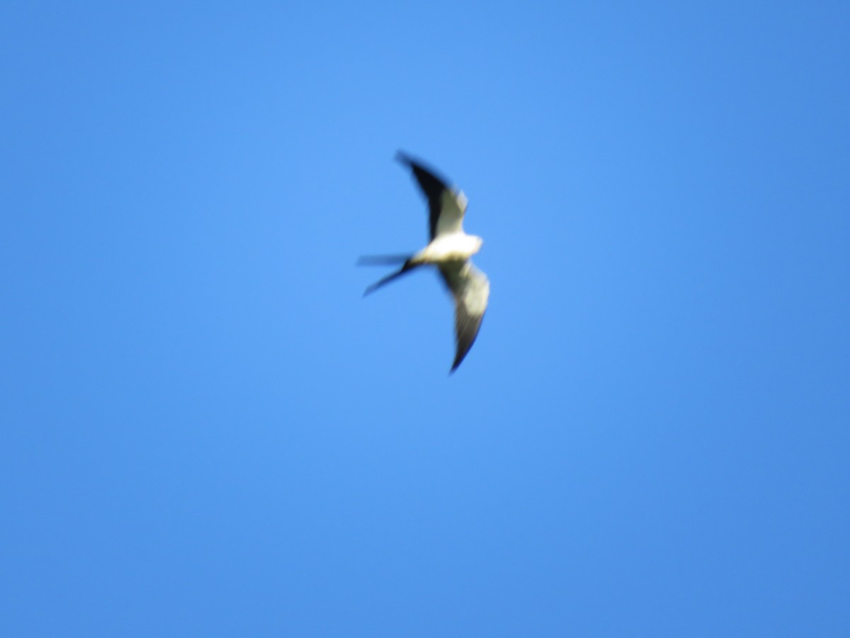 Swallow-tailed Kite - ML275772621