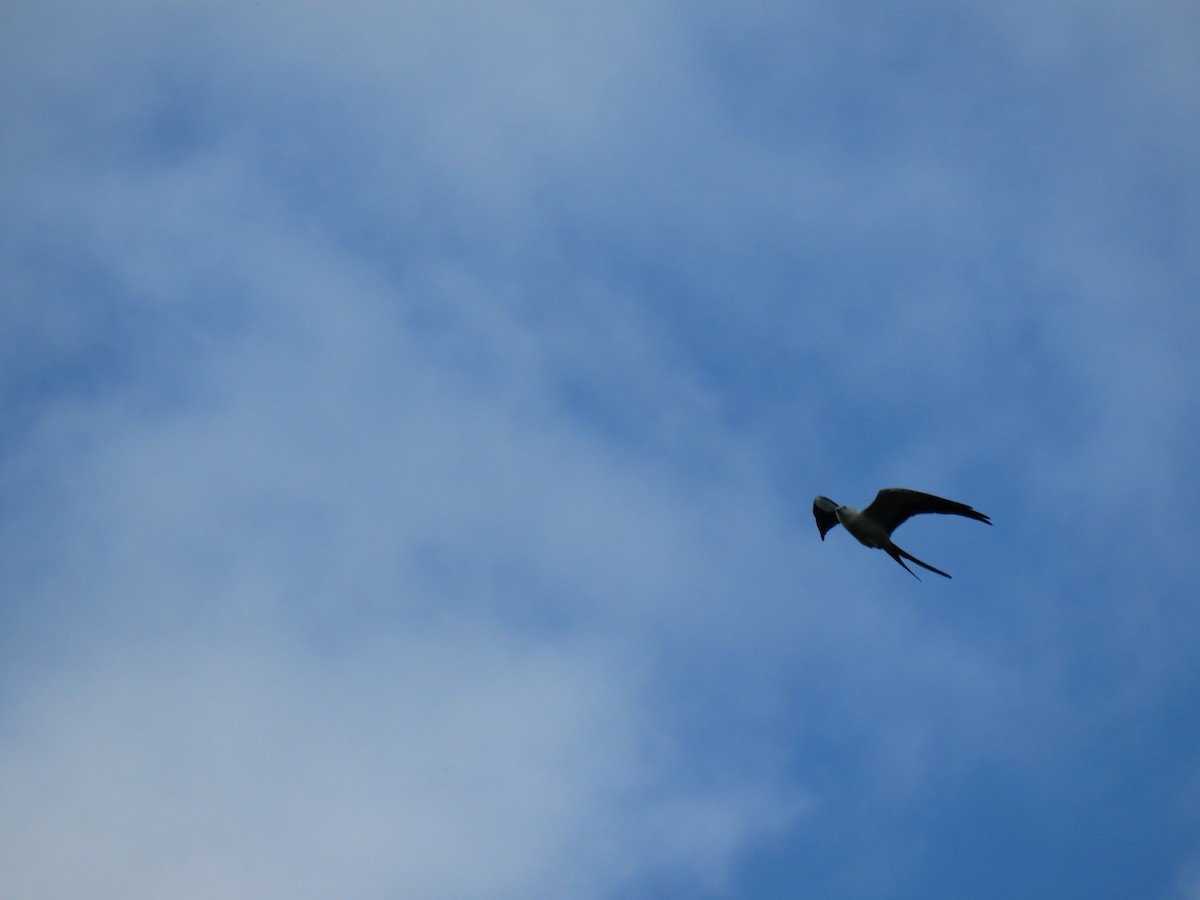 Swallow-tailed Kite - ML275772701