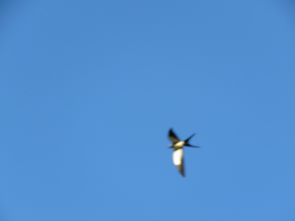 Swallow-tailed Kite - ML275772801