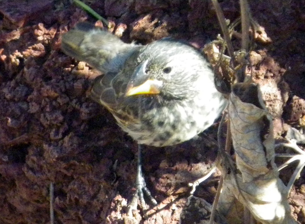 Large Ground-Finch - ML275772851