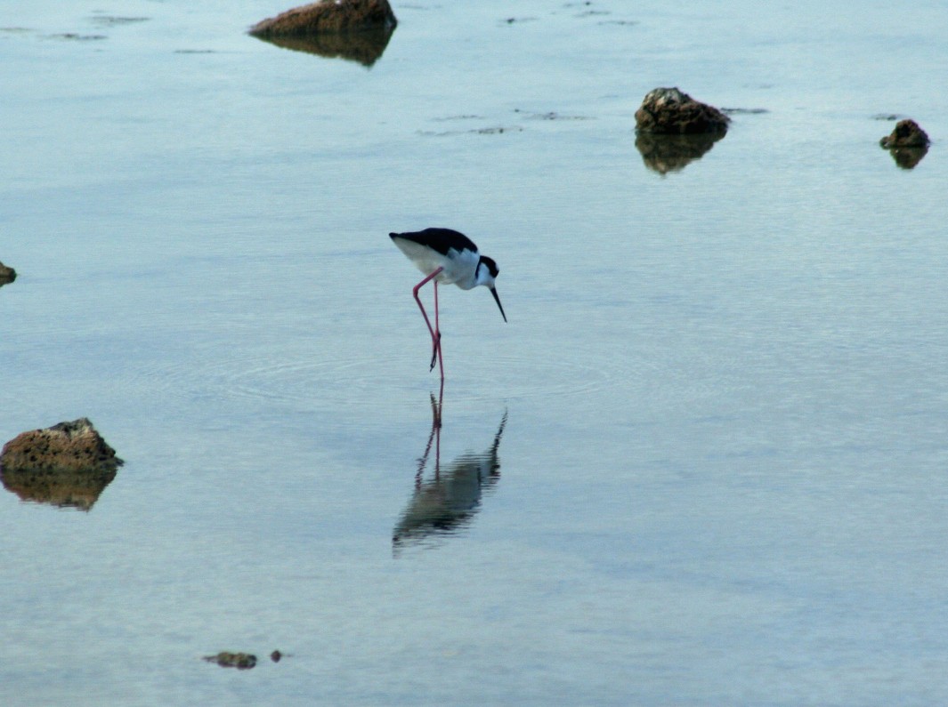 Black-necked Stilt - ML275773071