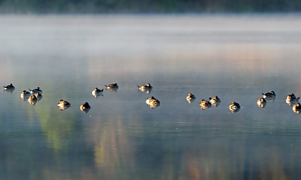 Ruddy Duck - Gary Mueller