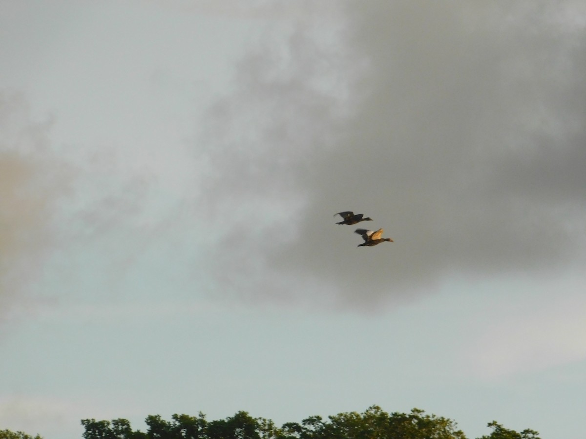 Muscovy Duck - ML275773761