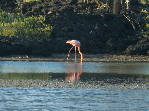 American Flamingo - ML275774411