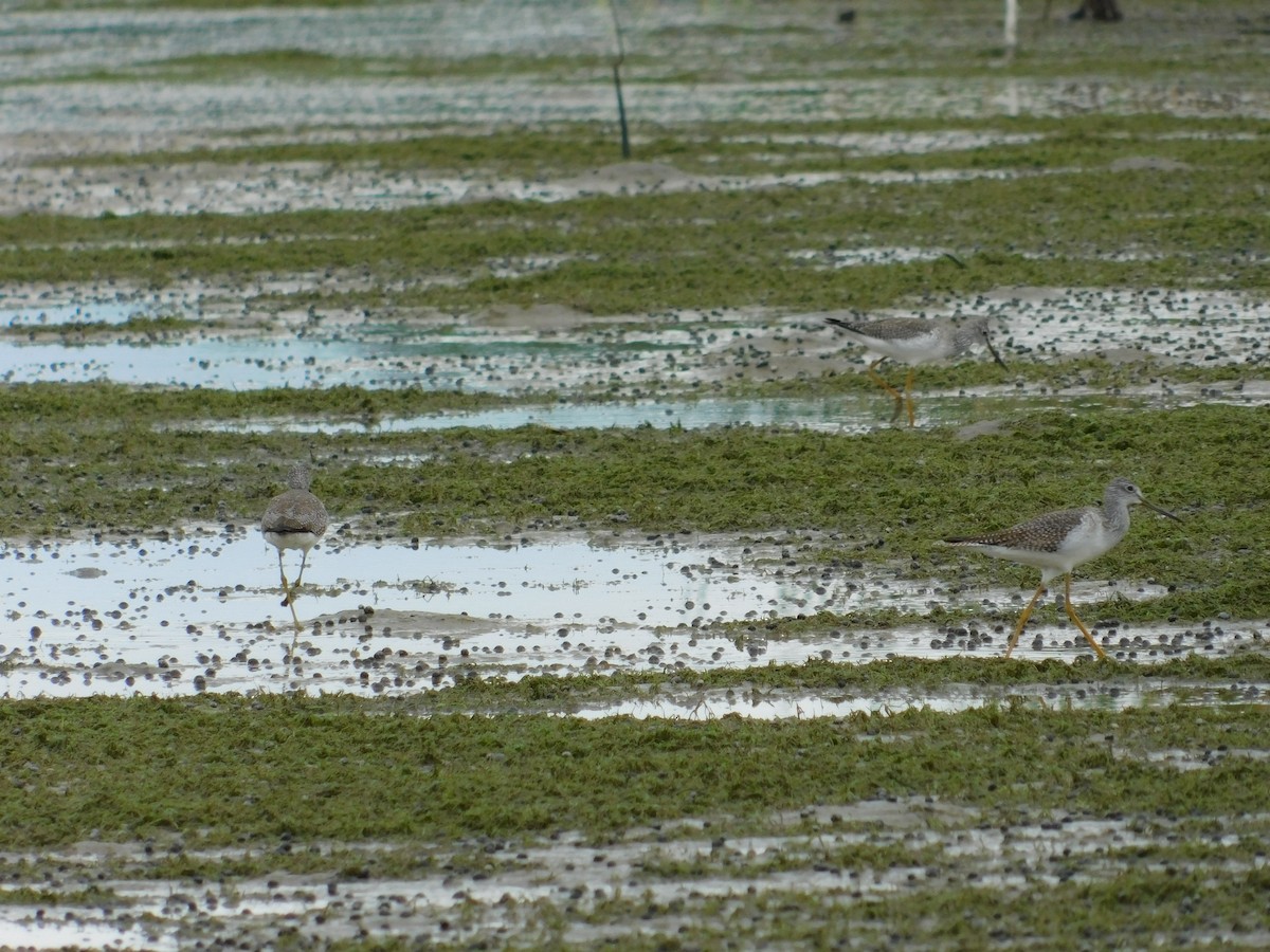 Greater Yellowlegs - ML275774901