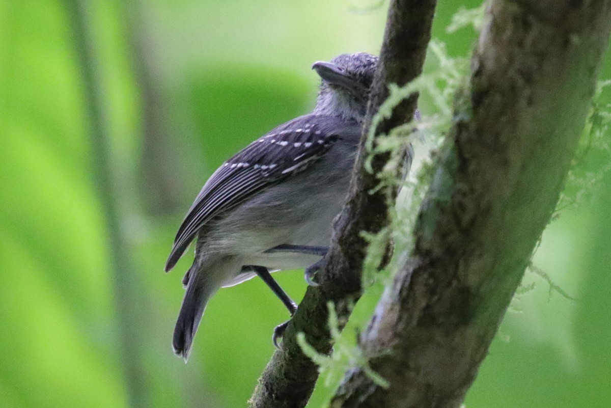 Spot-crowned Antvireo - ML275775141