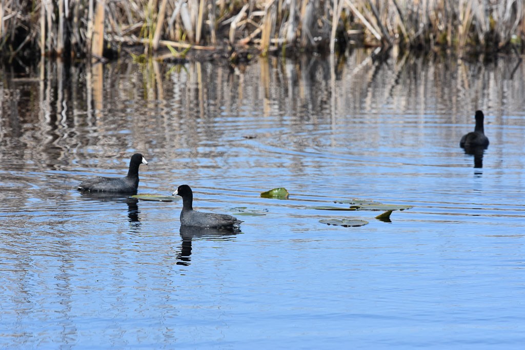 American Coot (Red-shielded) - ML27577731
