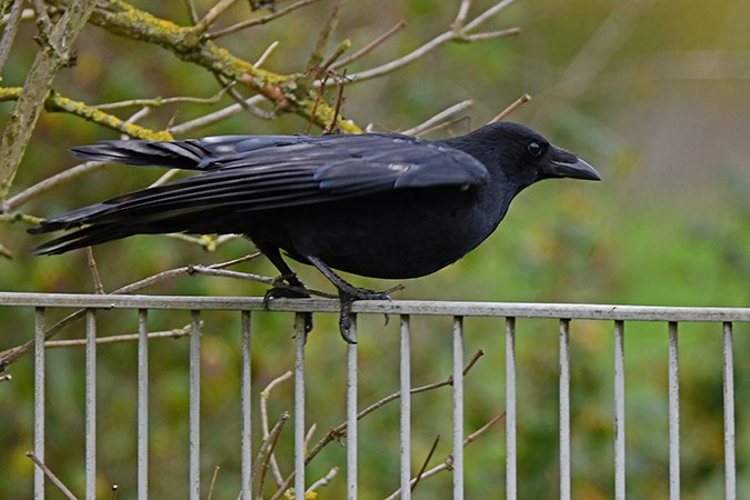 Carrion Crow - ML275777531