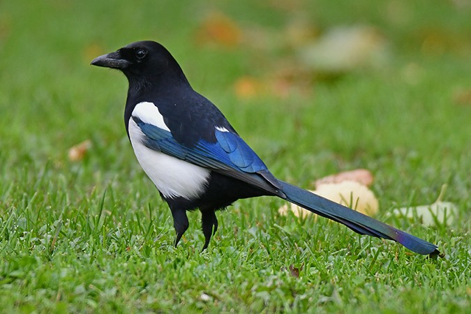 Eurasian Magpie - ML275777731