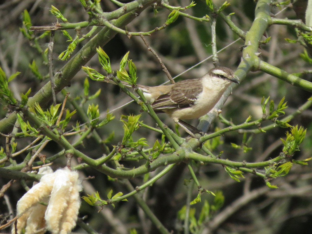 Chalk-browed Mockingbird - Ezequiel Vera