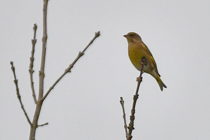 European Greenfinch - ML275778351