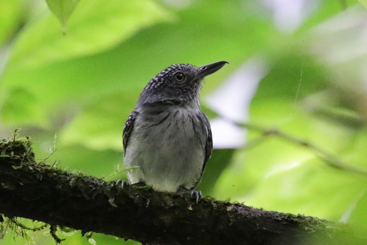 Spot-crowned Antvireo - ML275778501