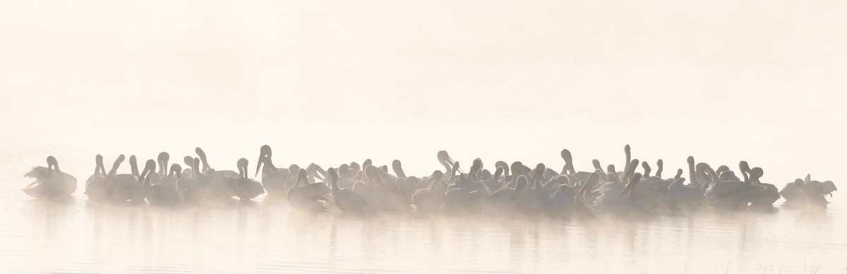 American White Pelican - Simon Kiacz