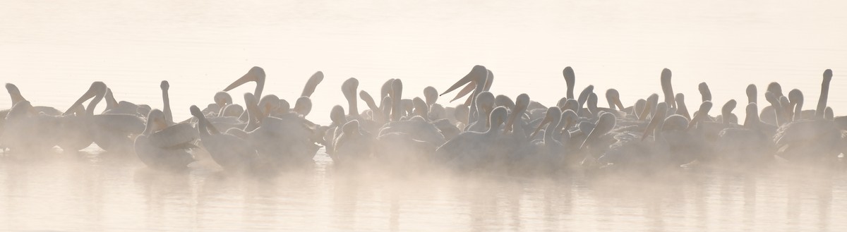 American White Pelican - Simon Kiacz