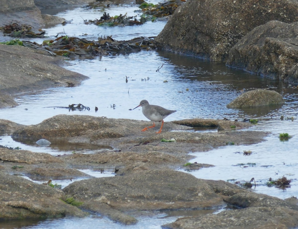 Common Redshank - ML275782911