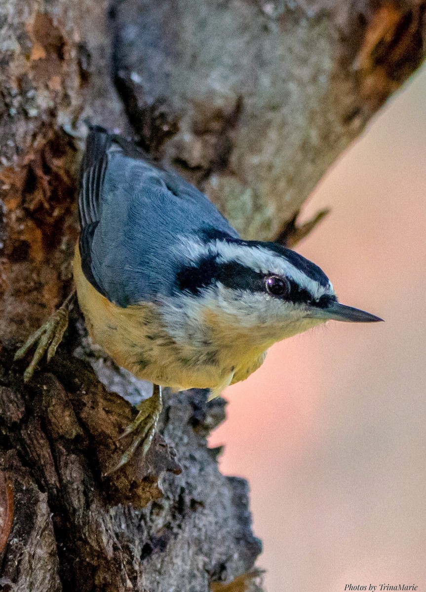 Red-breasted Nuthatch - ML275783111