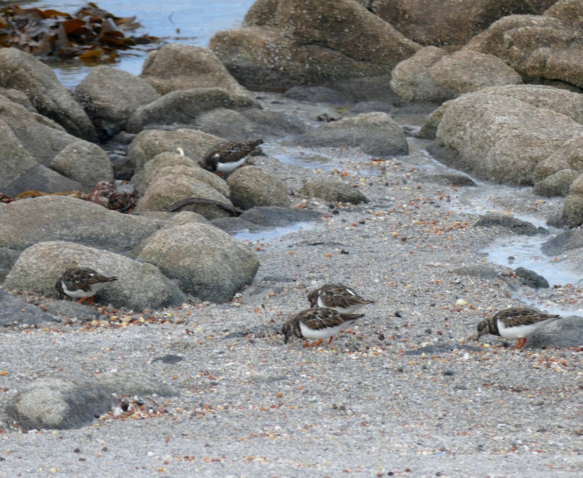 Ruddy Turnstone - ML275783421