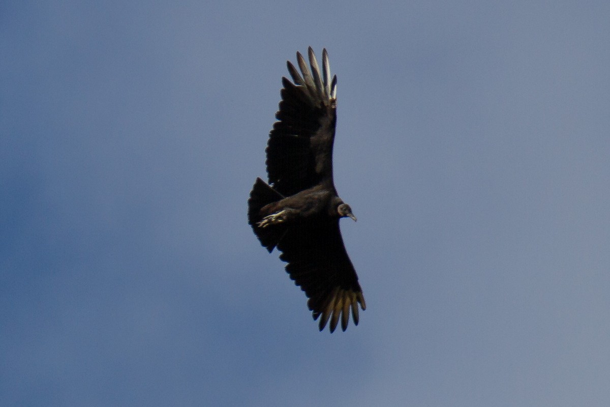 Black Vulture - ML275785551