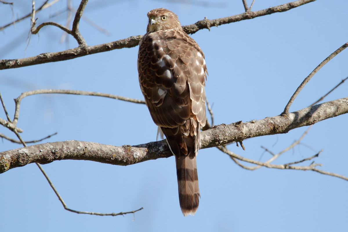 Cooper's Hawk - ML275785781