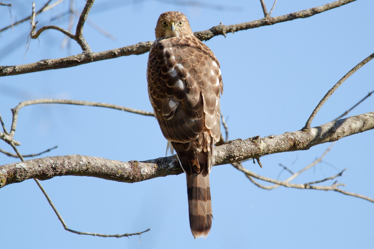 Cooper's Hawk - ML275785881