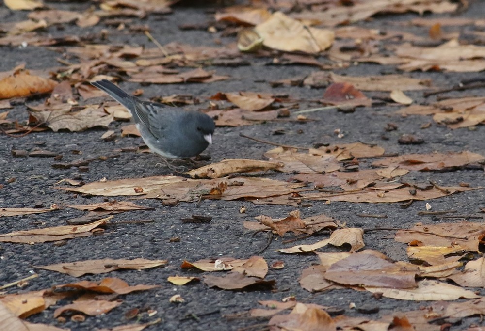 Junco ardoisé (hyemalis/carolinensis) - ML275787111