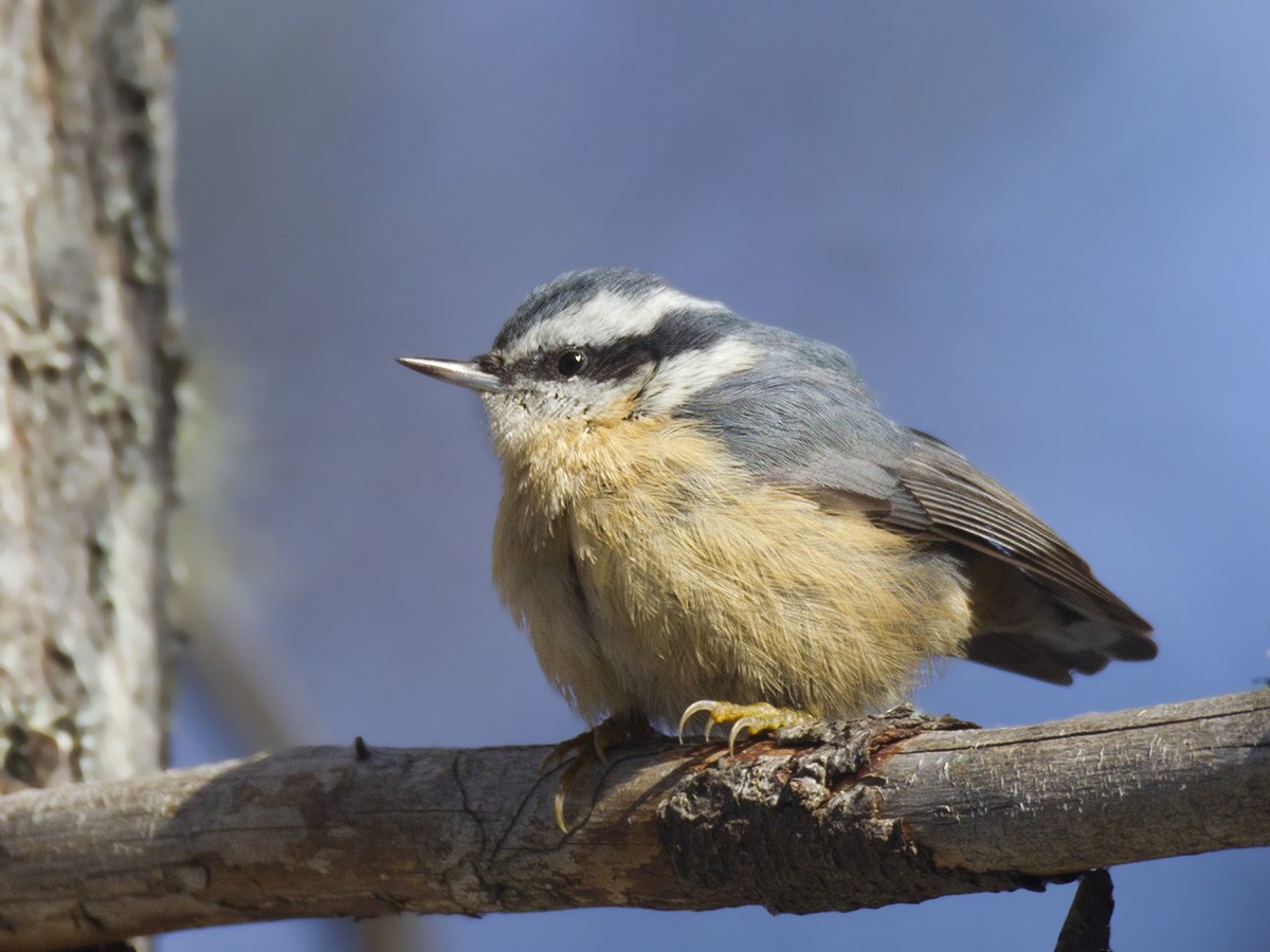 Red-breasted Nuthatch - pierre martin