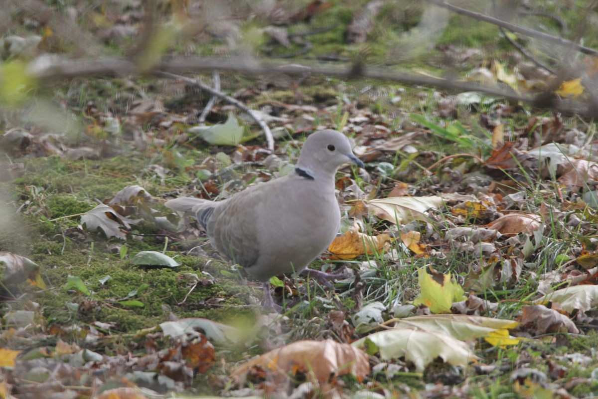 Eurasian Collared-Dove - ML275788841