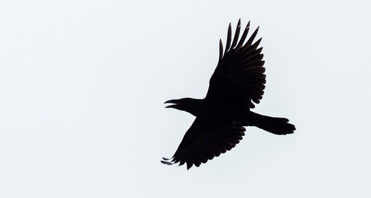 Common Raven - ML275789621