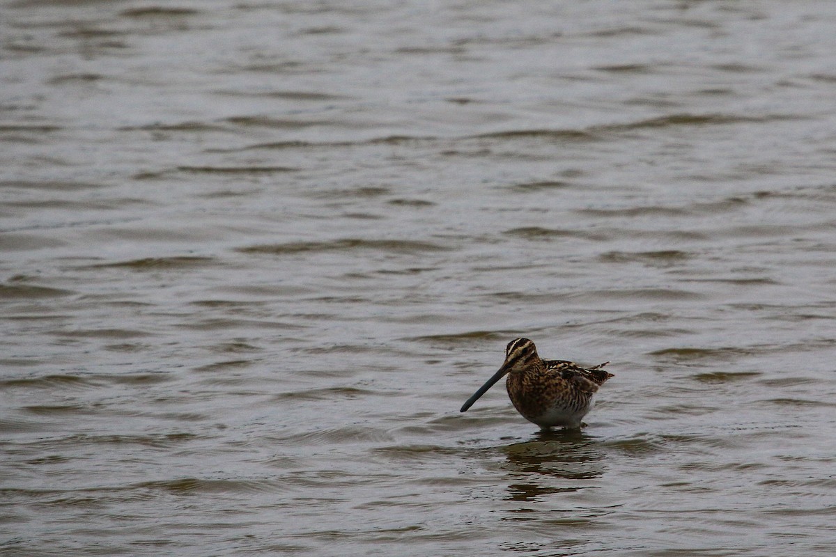 Common Snipe - Bastiaan Notebaert