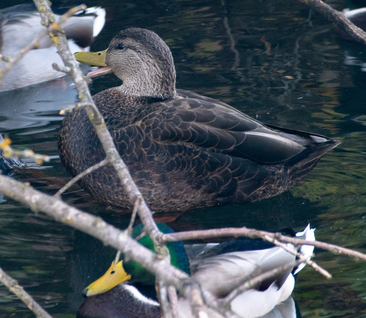 American Black Duck - ML275791151