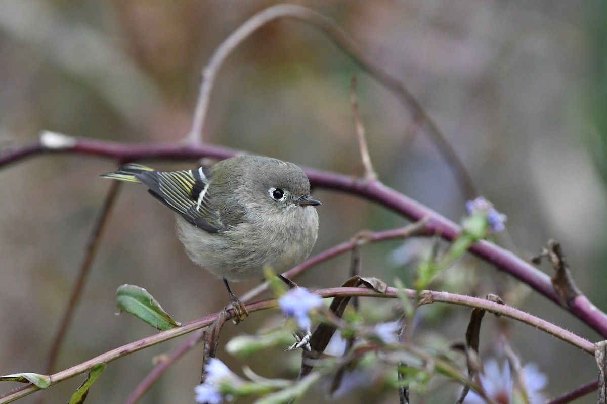 Ruby-crowned Kinglet - ML275792491