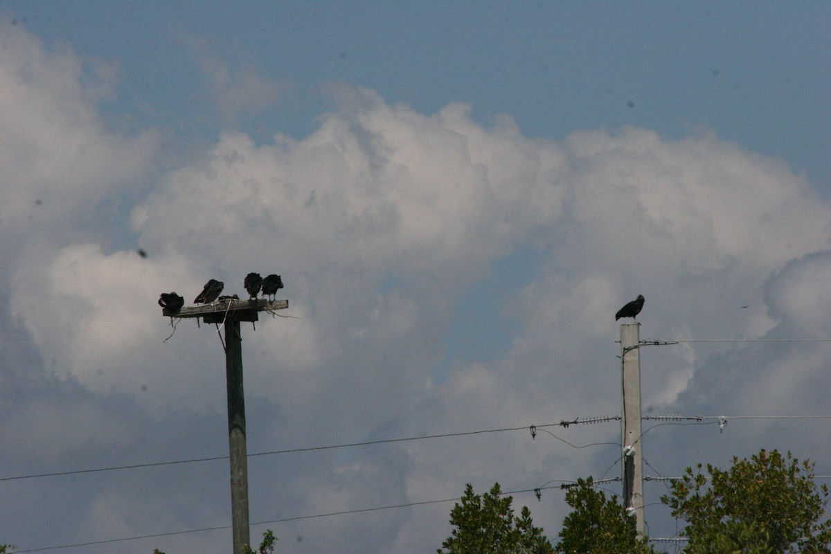 Black Vulture - ML27579371