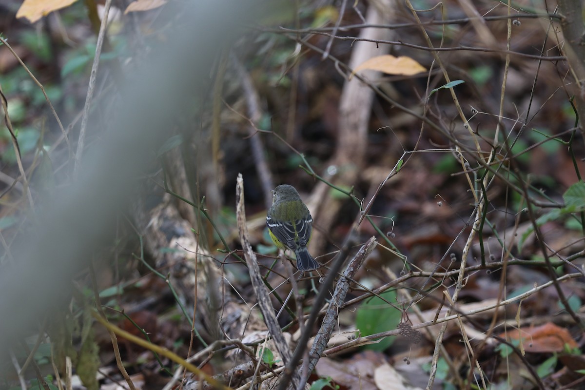 Magnolia Warbler - bill belford