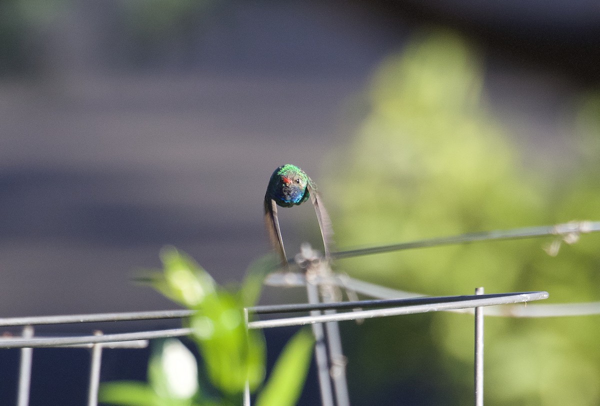 Broad-billed Hummingbird - ML275795051