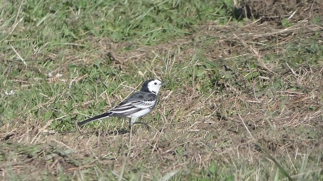 White Wagtail (British) - ML275795381