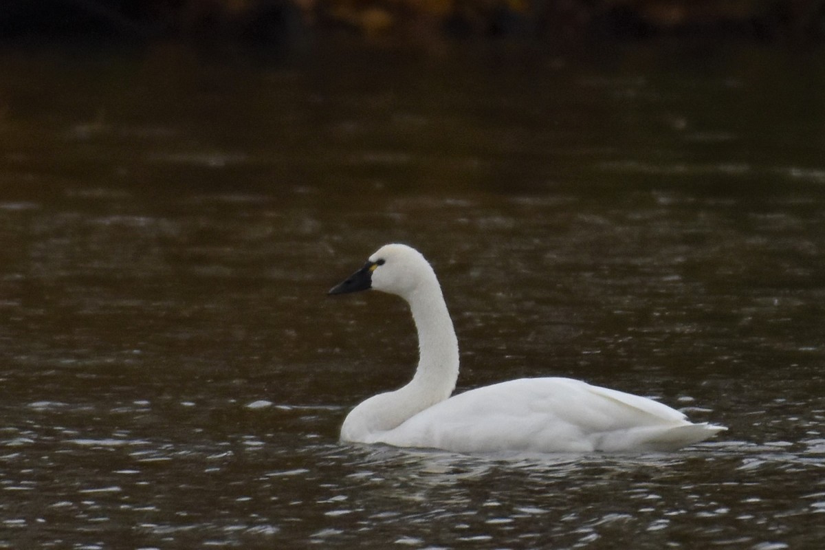 Tundra Swan - Richard Chirichiello