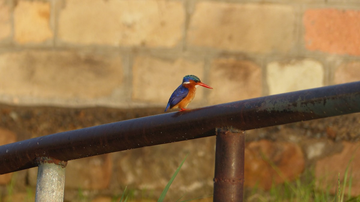 Malachite Kingfisher - ML275796721