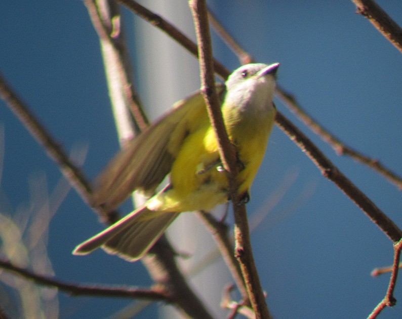 Couch's Kingbird - ML275796761